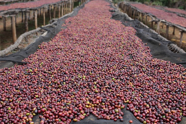 Coffee beans processed using natural drying method