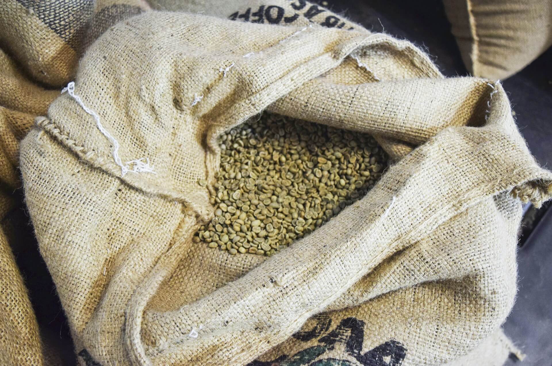 Green specialty coffee beans in jute bag